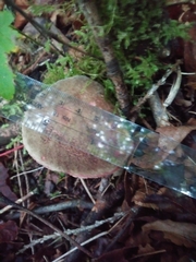 Xerocomellus diffractus