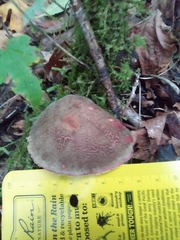 Xerocomellus diffractus