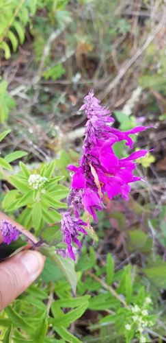 Salvia purpurea
