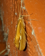 Psychoglypha