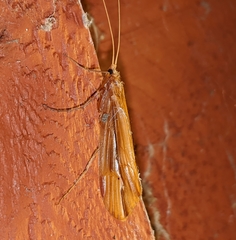 Psychoglypha