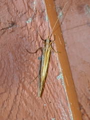Psychoglypha