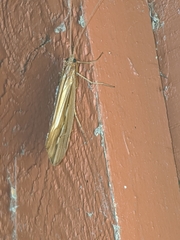 Psychoglypha