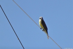 Tyrannus melancholicus