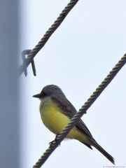 Tyrannus melancholicus