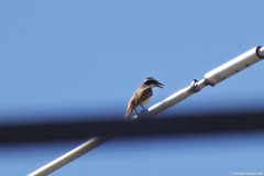 Pitangus sulphuratus