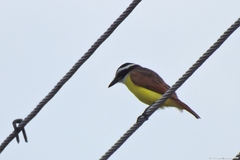 Pitangus sulphuratus