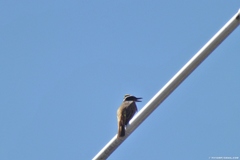 Pitangus sulphuratus