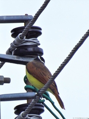 Pitangus sulphuratus