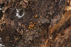 Oligonema schweinitzii