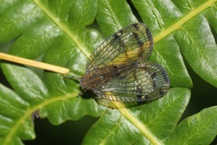 Nogodininae