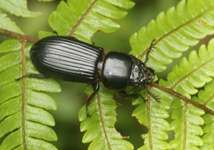 Episphenus flachi