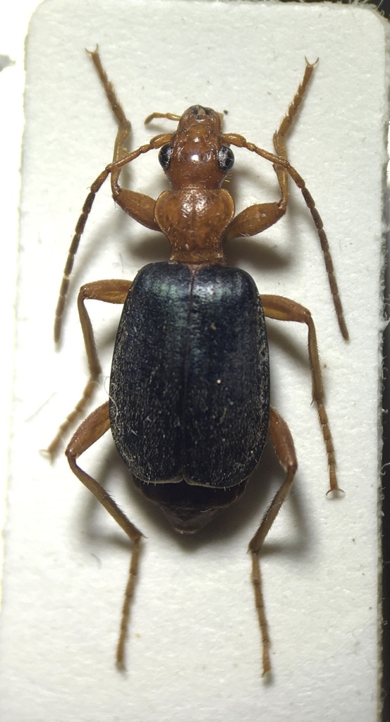 Oval-winged Bombardier Beetle
