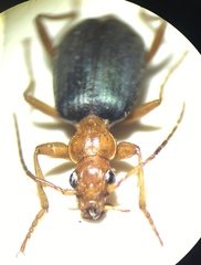 Brachinus ovipennis