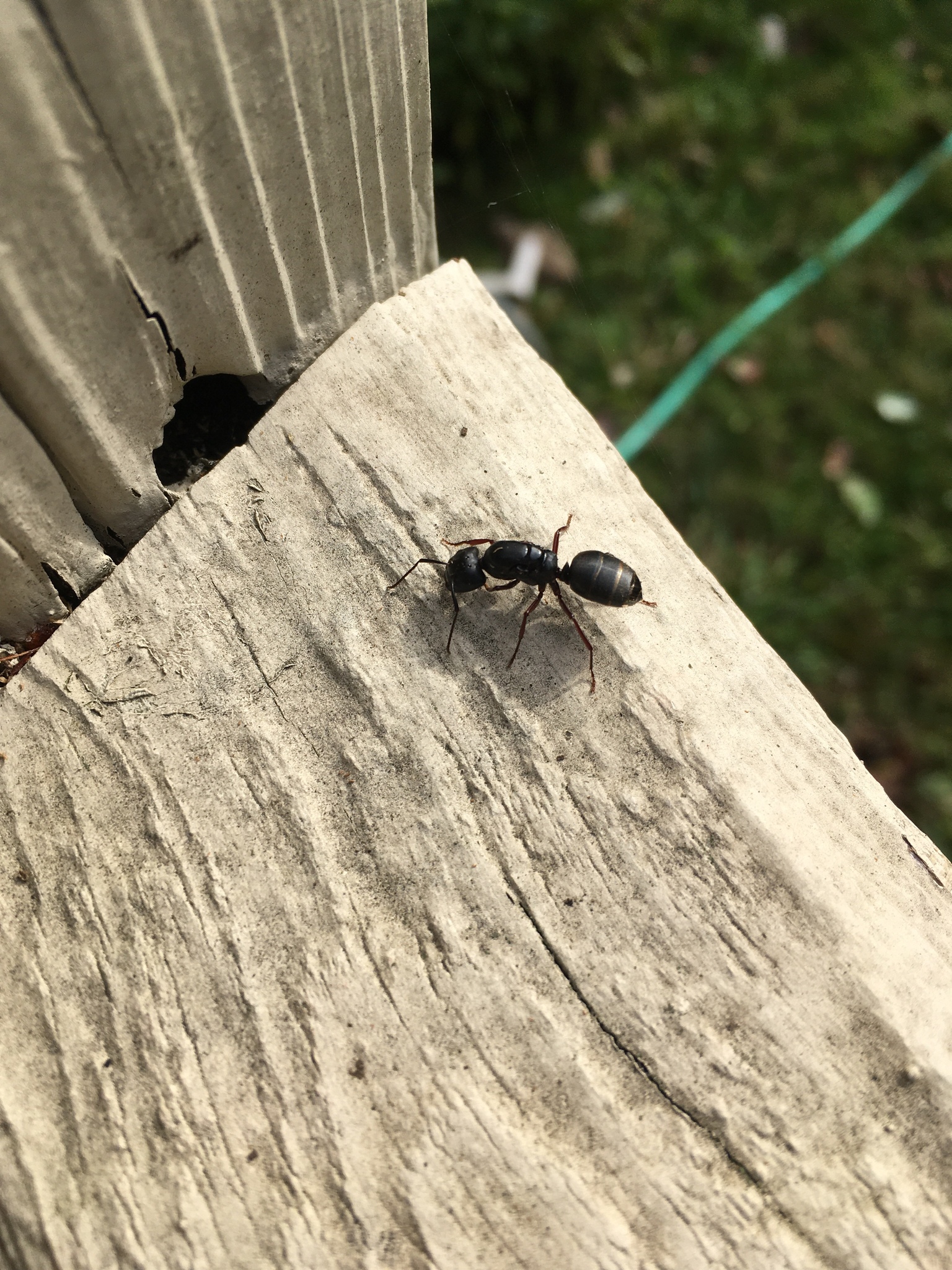Camponotus modoc