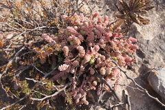 Sedum potosinum