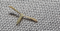 Adaina microdactyla