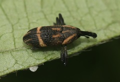 Cylindralcides vafellus