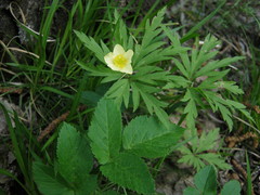 Anemonoides uralensis