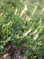 Hedysarum sulphurescens
