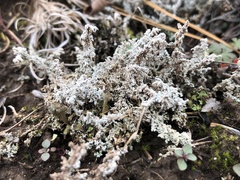 Stereocaulon paschale