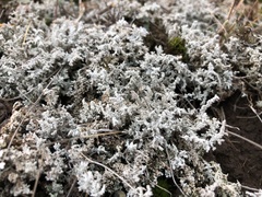 Stereocaulon paschale