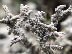 Stereocaulon paschale