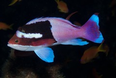Pseudanthias connelli