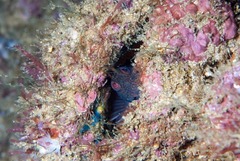 Cirripectes stigmaticus