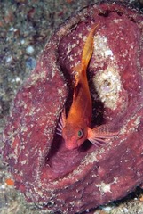 Cyprinocirrhites polyactis