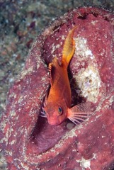 Cyprinocirrhites polyactis