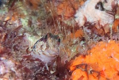 Parablennius pilicornis