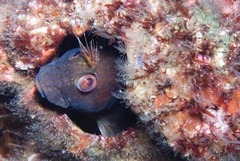 Cirripectes stigmaticus