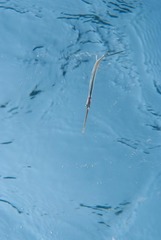 Fistularia commersonii