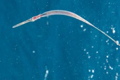 Fistularia commersonii