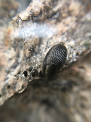 Kobeltia