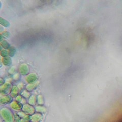 Aphanothece halophytica