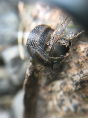 Kobeltia