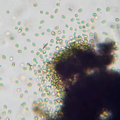 Aphanothece halophytica