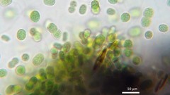 Aphanothece halophytica