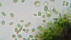 Aphanothece halophytica