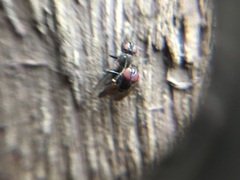 Calyptratae