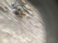 Calyptratae