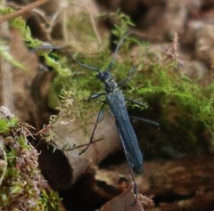 Stenorhopalus gracilis