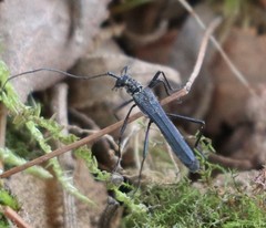 Stenorhopalus gracilis