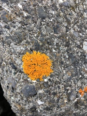 Xanthoria aureola