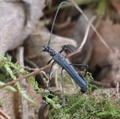 Stenorhopalus gracilis
