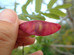 Bowdichia virgilioides