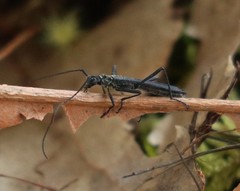 Stenorhopalus gracilis