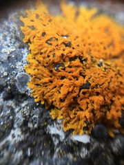 Xanthoria aureola